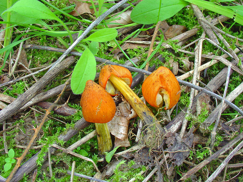 Hygrocybe conica var. conica