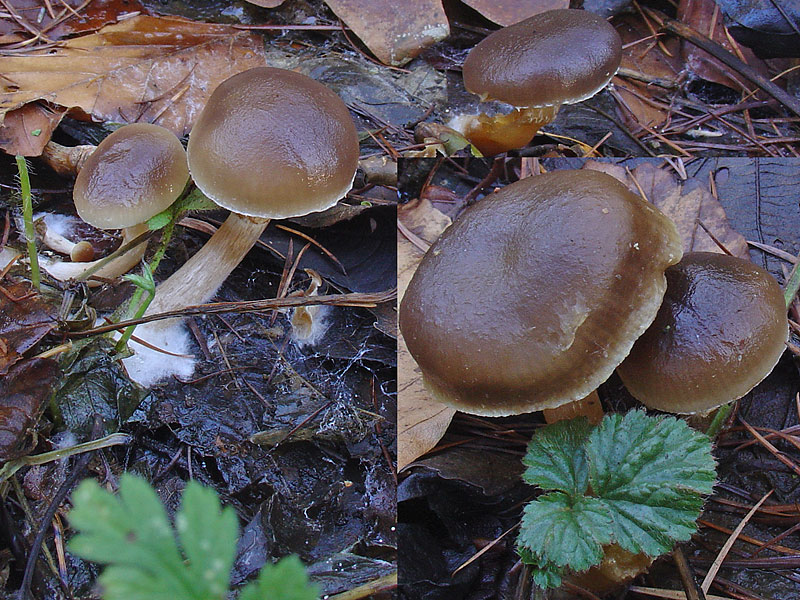 Meottomyces dissimulans